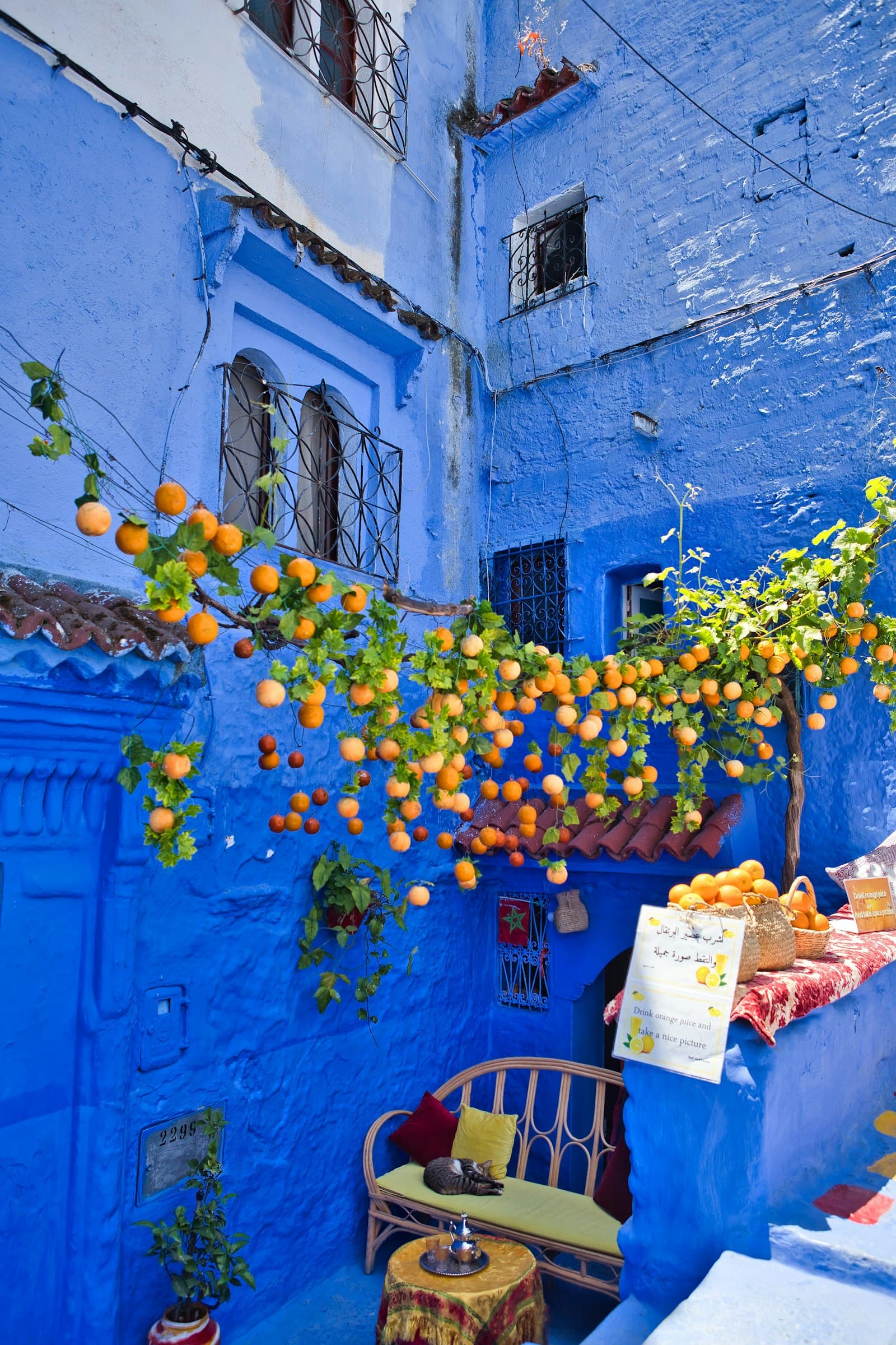 Oranges devant un mur bleu